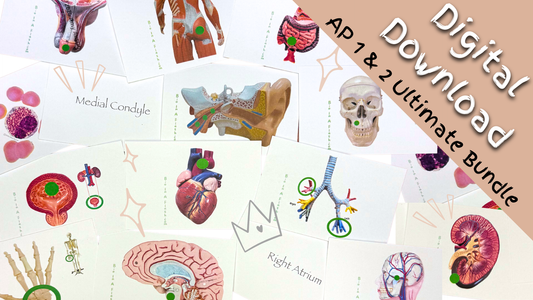 eFlashcard Ultimate Bundle (Anatomy and Physiology 1 & 2)