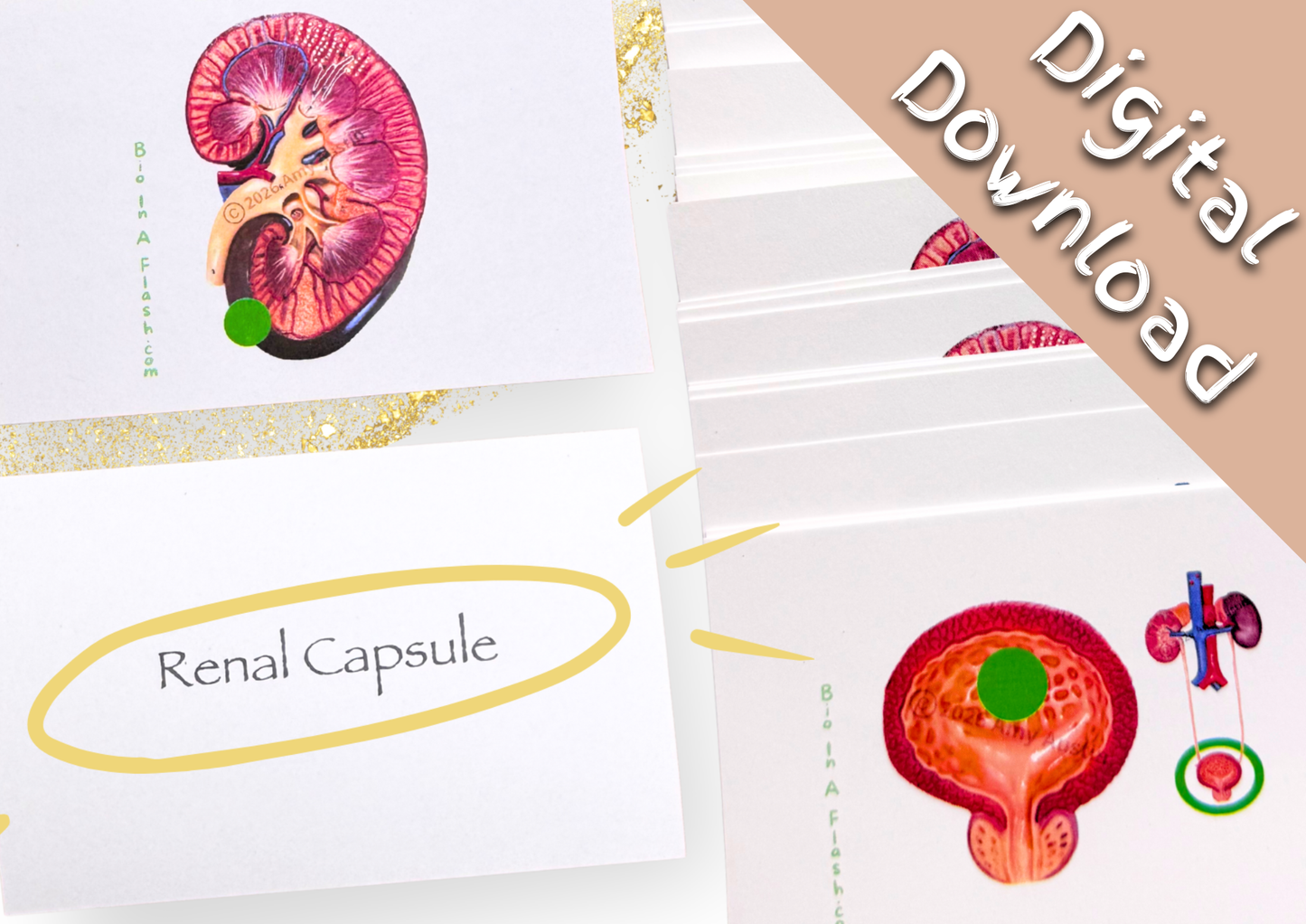 eFlashcards Urinary System