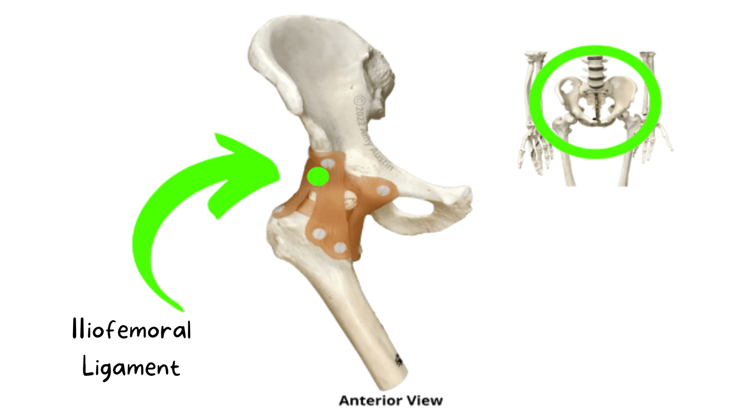 eFlashcards Articulations and Muscle Cell