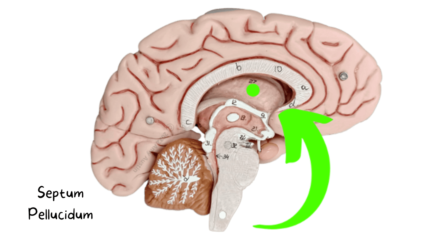 eFlashcards Brain and Peripheral Neuron