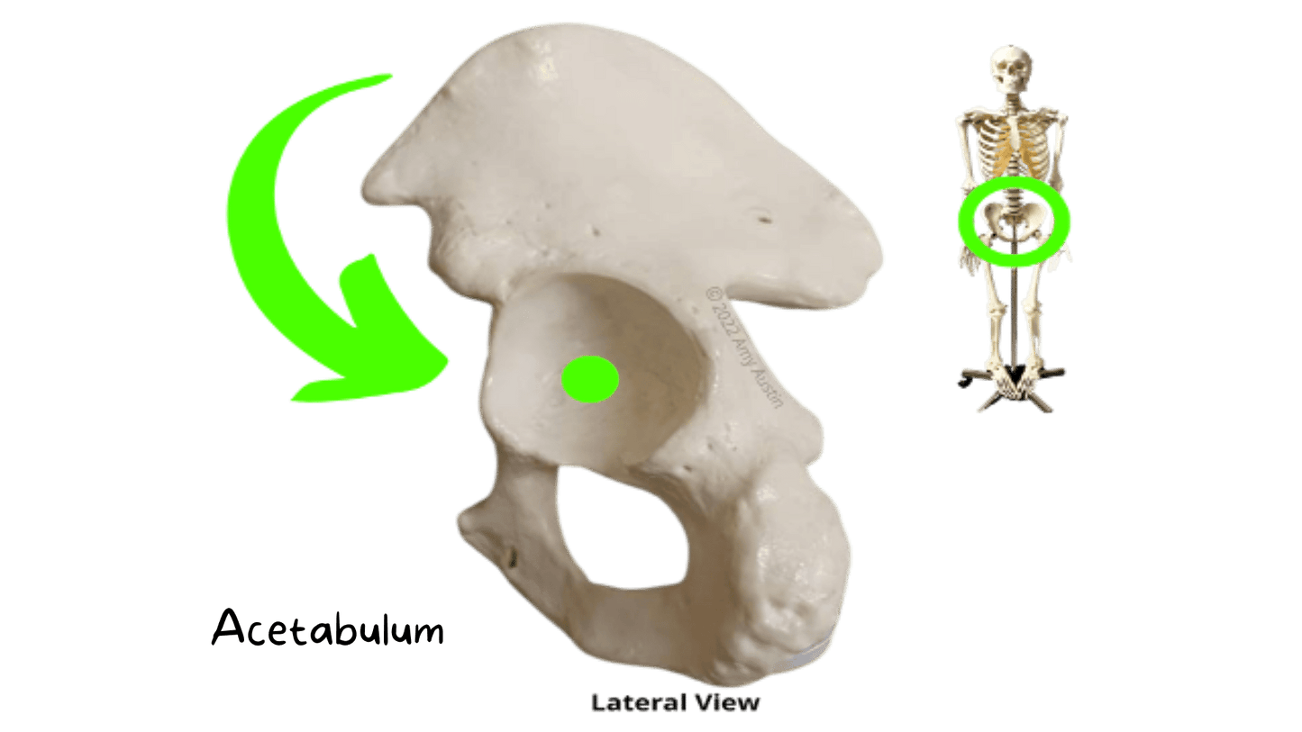 Appendicular Skeleton Anatomy Flashcards