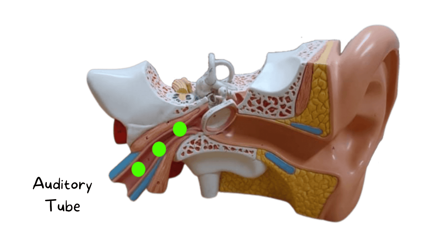 Complete Anatomy Flashcard Set