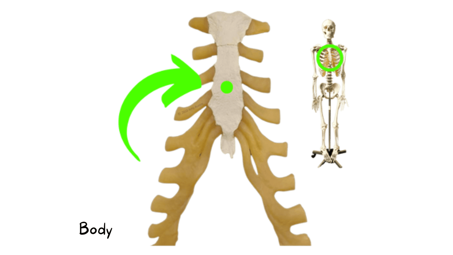 Axial Skeleton Anatomy Flashcards