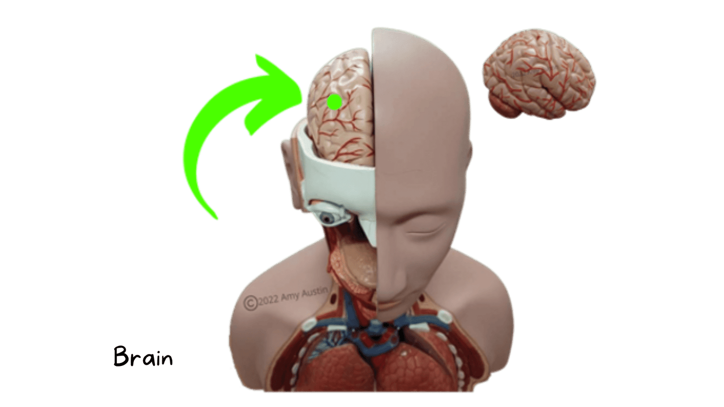 eFlashcards Major Organs and Tissues Part 1