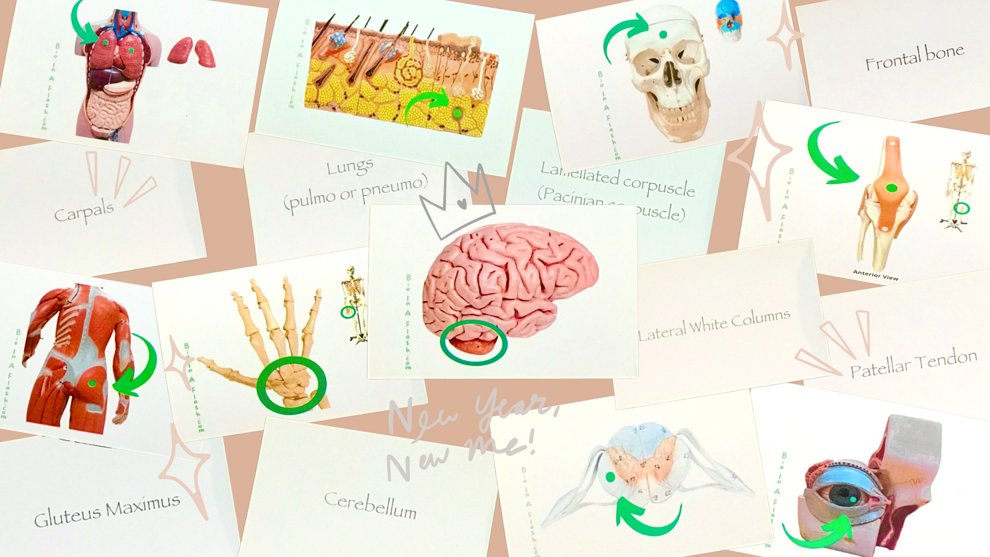 Complete Anatomy Flashcard Set