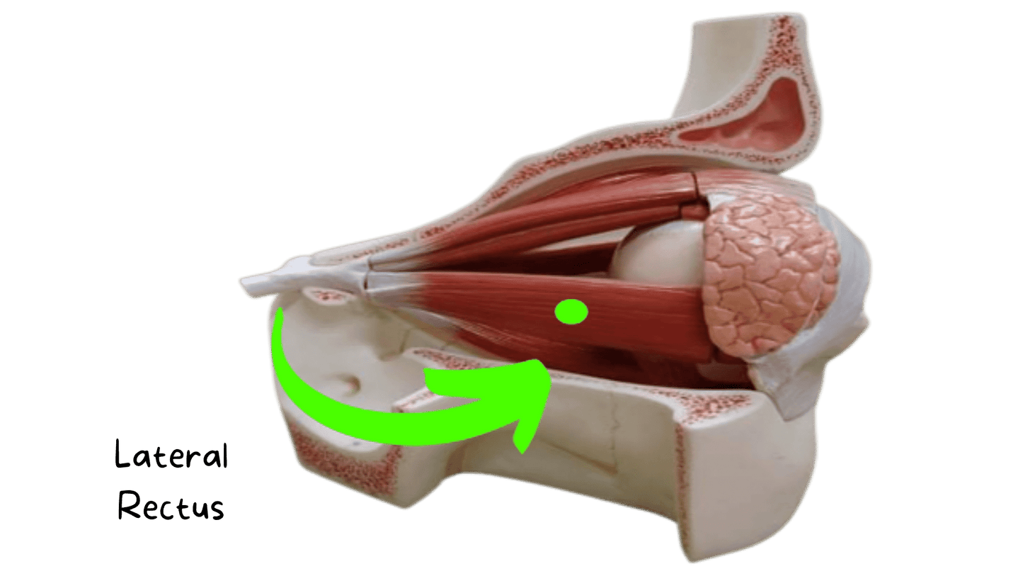 Complete Anatomy Flashcard Set