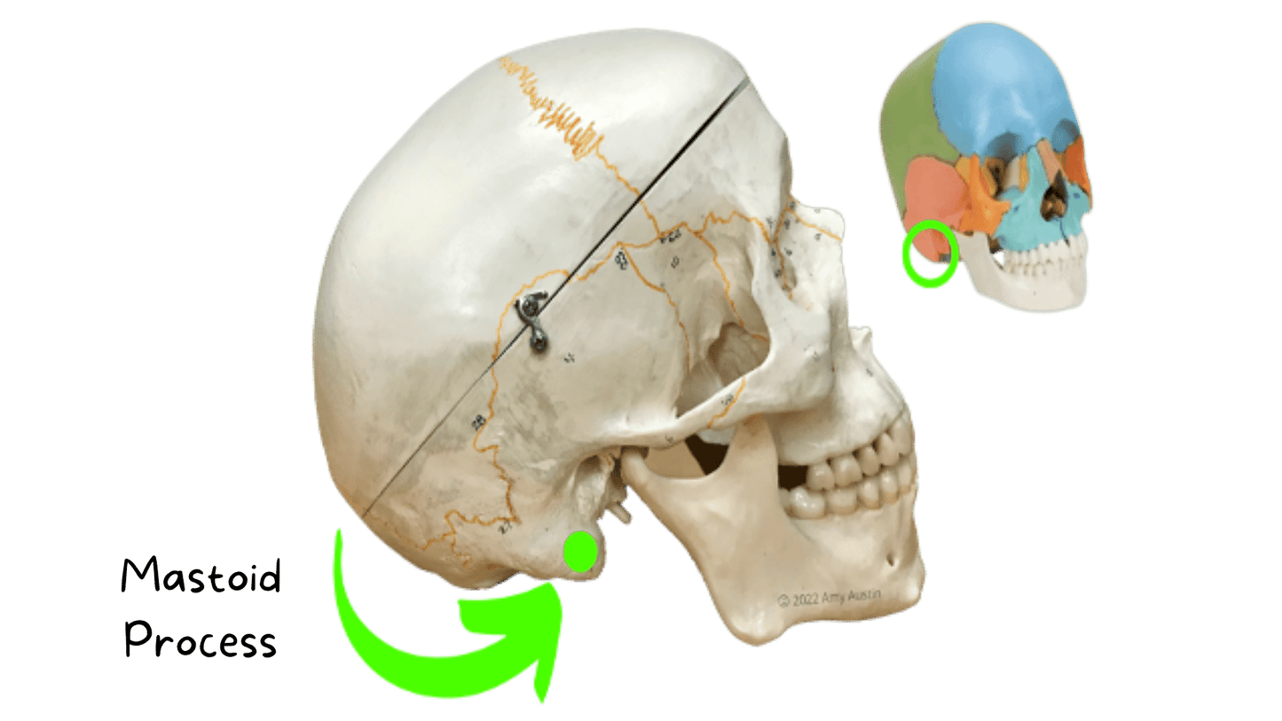 Axial Skeleton Anatomy Flashcards