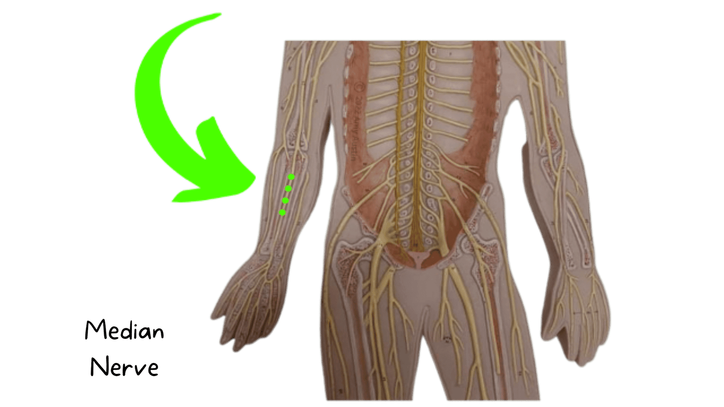 Spinal Cord, Autonomic and Somatic Reflexes, and Peripheral nerves Anatomy Flashcards