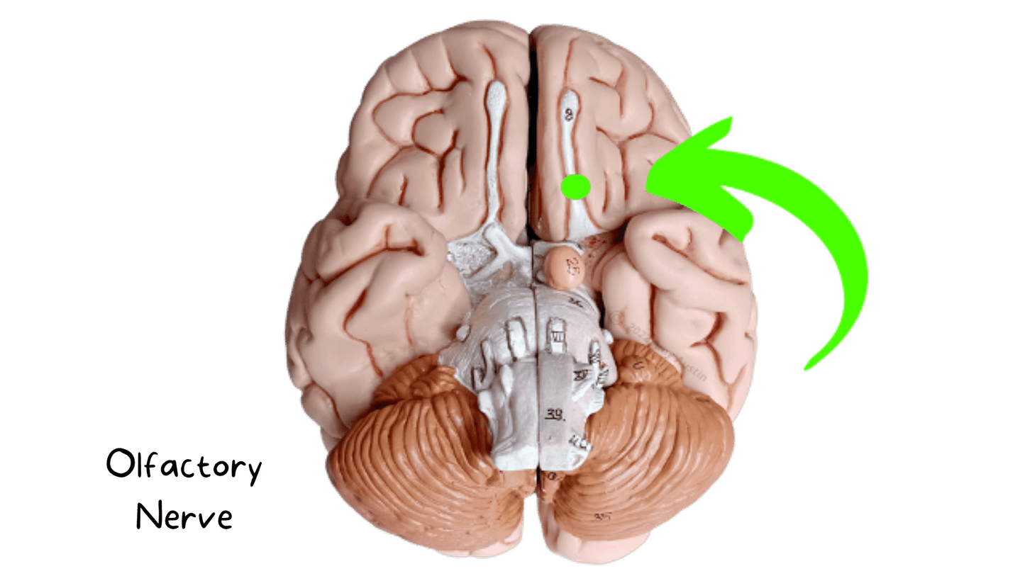 eFlashcards Brain and Peripheral Neuron