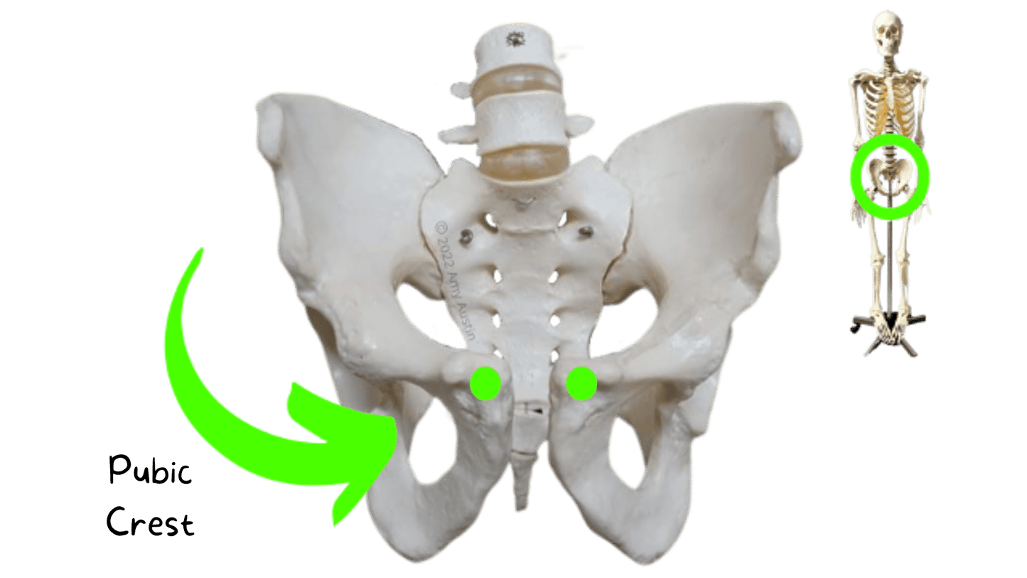 Appendicular Skeleton Anatomy Flashcards