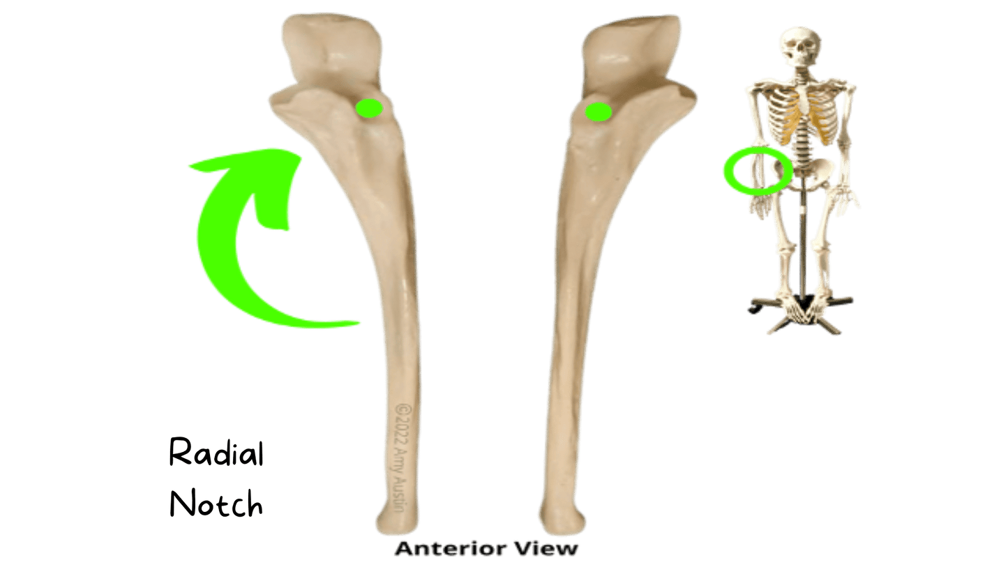 Complete Anatomy Flashcard Set