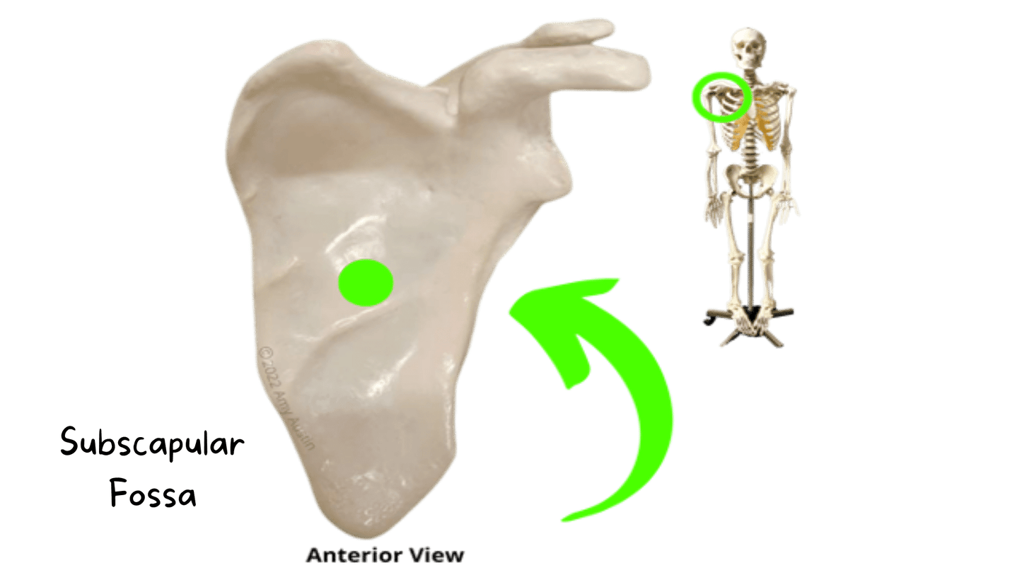 Appendicular Skeleton Anatomy Flashcards